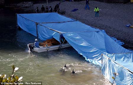 Một[-]khu[-]lều[-]trại[-]để[-]ngụy[-]trang[-]khu[-]vực[-]giết[-]cá[-]heo